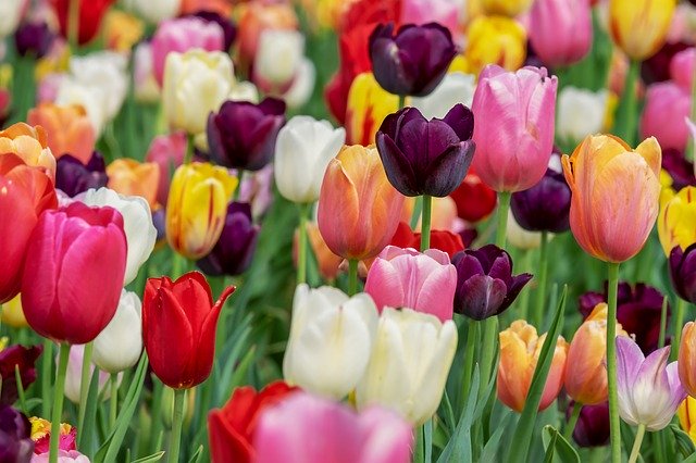pohled na kvetoucí tulipány